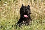 CANE CORSO 906